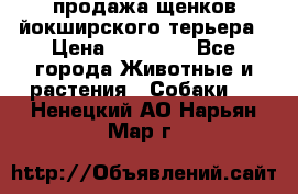 продажа щенков йокширского терьера › Цена ­ 25 000 - Все города Животные и растения » Собаки   . Ненецкий АО,Нарьян-Мар г.